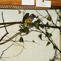 1997-Ausstellung005